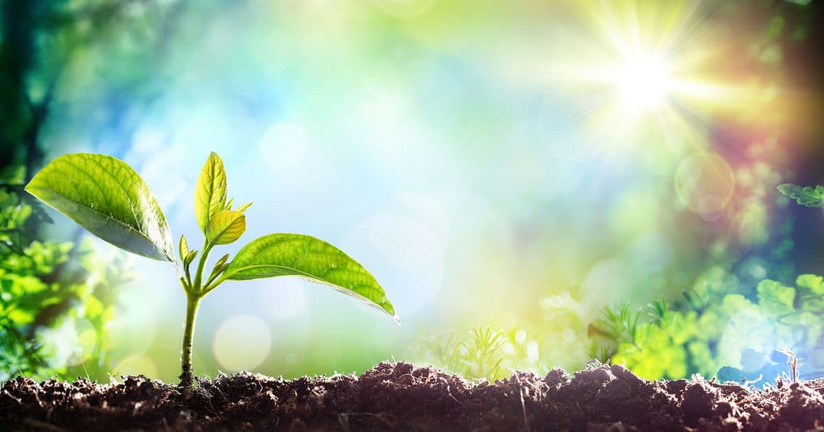 MindTree Holistic Counseling