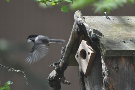 Backyard Bird Shop
